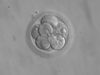 Embryo_8_cells.jpg
