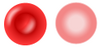 Erythrocyte.png