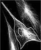 Filename=Mitragotri-cell-image.jpg
Filesize=20KiB
Dimensions=272x334
Date added=Mar 29, 2008 Mitragotri-cell-image.jpg