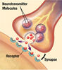 Neuron_synapse2.jpg