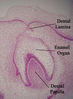 Toothhistology11-17-05.jpg