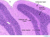 cerebellumcortex10x.jpg