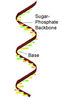 Filename=ch2_rna_s.jpg
Filesize=21KiB
Dimensions=150x226
Date added=Oct 01, 2007 ch2_rna_s.jpg