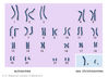 chromosomes.jpg