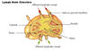 illu_lymph_node_structure.jpg