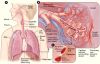 lung_anatomy.jpg