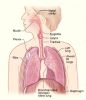 lung_anatomya.JPG
