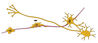 Filename=neuron_migration1.jpg
Filesize=38KiB
Dimensions=400x175
Date added=Sep 29, 2007 neuron_migration1.jpg