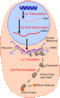 Filename=proteinsynth4.gif
Filesize=25KiB
Dimensions=250x410
Date added=Oct 09, 2007 proteinsynth4.gif
