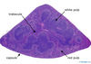 Filename=spleen4x.jpg
Filesize=160KiB
Dimensions=774x550
Date added=Sep 06, 2007 spleen4x.jpg