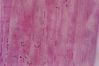 striated_muscle-b.jpg
