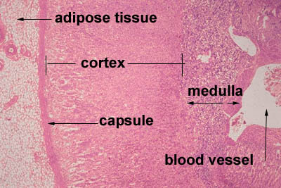 Kidney Cortex Histology