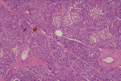 pancreatic duct histology