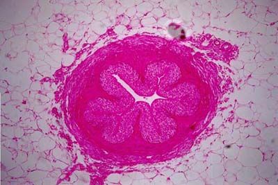 Histology-World! Histology Fact Sheet-Ureter