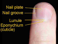 fingernail for Histology - World