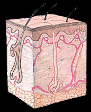 histology of skin