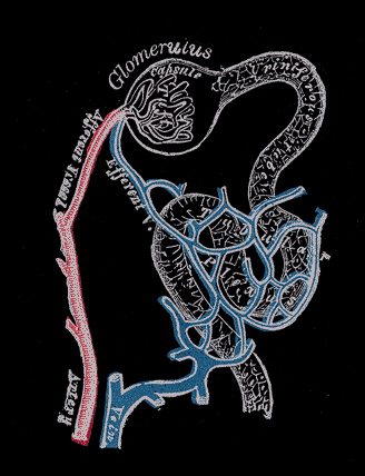 histology of nephron