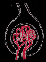 histology of renal corpuscle