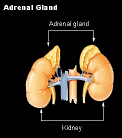 kidney for histology-world