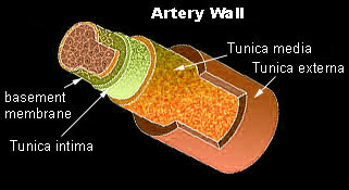 histology of artery