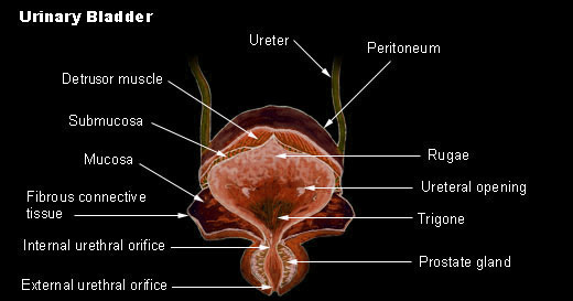urinary bladder for Histology - World