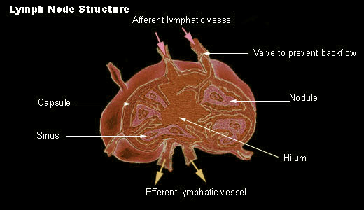 lymph node for Histology - World