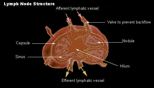 Histology-World! Histology Fact Sheet-Lymph Nodes