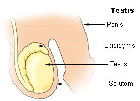 histology of testes