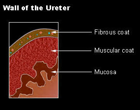 Ureters Tubes Made Smooth Muscle That Stock Illustration 2320477677