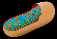 mitochondria histology