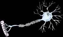 Histology neuron