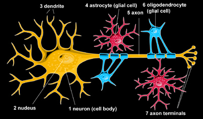 histology of neurons