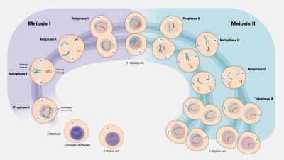 Meiosis - illustration
Courtesy of the [url=https://www.genome.gov/]National Human Genome Research Institute (genome.gov)[/url].

