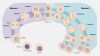 Filename=Meiosis.jpg
Filesize=678KiB
Dimensions=1920x1081
Date added=Oct 24, 2025 Meiosis.jpg