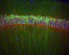 Filename=512px-CA1_hippocampus.jpg
Filesize=36KiB
Dimensions=512x406
Date added=Oct 03, 2025 512px-CA1_hippocampus.jpg