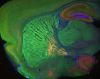 Filename=512px-Sagittal_mouse_cannabinoid_receptor_nuclei.jpg
Filesize=54KiB
Dimensions=512x406
Date added=Oct 03, 2025 512px-Sagittal_mouse_cannabinoid_receptor_nuclei.jpg