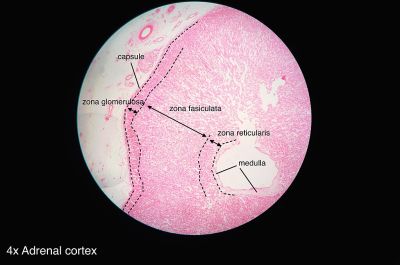Adrenal gland (labels) – histology slide 
This is a histology slide of the adrenal gland.

Image by Athikhun.suw, via Wikimedia Commons. No changes were made from the download.

Original file source: [url=https://commons.wikimedia.org/wiki/File:Adrenal_gland_histology_2014.jpg] https://commons.wikimedia.org/wiki/File:Adrenal_gland_histology_2014.jpg [/url]

Title: "Adrenal_gland_histology2014.jpg "

No changes were made to the original image downloaded.  

This file is licensed under the Creative Commons Attribution-Share Alike 4.0 International license. [url=https://creativecommons.org/licenses/by-sa/4.0/deed.en/]https://creativecommons.org/licenses/by-sa/4.0/deed.en/[/url]



