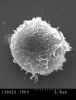 Filename=Monocit24h.jpg
Filesize=126KiB
Dimensions=1180x1536
Date added=Oct 19, 2025 Monocit24h.jpg