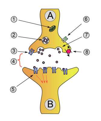 Synapse – illustration
Synaptical transmission (chemical). 
A : Neuron (Presynaptic) B : Neuron (Postsynaptic) 
1.	Mitochondria
2.	Synaptic vesicle full of neurotransmitter
3.	Autoreceptor
4.	Synaptic cleft
5.	Neurotransmitter receptor
6.	Calcium Channel
7.	Fused vesicle releasing neurotransmitter
8.	Neurotransmitter re-uptake pump
(Description text from the Wikimedia Commons file page.)

Drawn by User:Dake with Inkscape 0.42, corrections by User:Nrets, via Wikimedia Commons.

Original file source: [url=https://commons.wikimedia.org/wiki/File:Synapse_diag1.png]https://commons.wikimedia.org/wiki/File:Synapse_diag1.png[/url]

Title: "Synapse_diag1.png"

No changes were made to the original image downloaded.  

Permission is granted to copy, distribute and/or modify this document under the terms of the GNU Free Documentation License, Version 1.2 or any later version published by the Free Software Foundation; with no Invariant Sections, no Front-Cover Texts, and no Back-Cover Texts. A copy of the license is included in the section entitled GNU Free Documentation License. [url=https://commons.wikimedia.org/wiki/Commons:GNU_Free_Documentation_License,_version_1.2]https://commons.wikimedia.org/wiki/Commons:GNU_Free_Documentation_License,_version_1.2[/url]

This file is licensed under the Creative Commons Attribution-ShareAlike 3.0 Unported License (CC BY-SA 3.0) [url=https://creativecommons.org/licenses/by-sa/3.0/deed.en/]https://creativecommons.org/licenses/by-sa/3.0/deed.en/[/url]

Keywords: Synapse – illustration