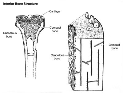 Bone (labels) - illustration
Line drawings having interior bone structure and cross-section of bone. (Description from the NCI Visuals Online page.)

Title: Anatomy Bone

Image and description: [url=https://visualsonline.cancer.gov/details.cfm?imageid=1766]https://visualsonline.cancer.gov/details.cfm?imageid=1766[/url]

Originator: NCI

Source: The Web site of the National Cancer Institute ([url=https://www.cancer.gov]https://www.cancer.gov[/url])

Creator: Unknown Illustrator

