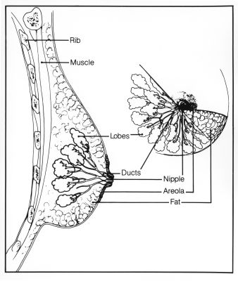 Breast (labels) - illustration
Breast structure: rib, muscle, lobes, ducts, nipple, areola, fat. (8x10 negative). (Description from the NCI Visuals Online page.)

Title: Breast Structure

Image and description: [url=https://visualsonline.cancer.gov/details.cfm?imageid=1810]https://visualsonline.cancer.gov/details.cfm?imageid=1810[/url]

Originator: NCI

Source: The Web site of the National Cancer Institute ([url=https://www.cancer.gov]https://www.cancer.gov[/url])

Creator: Susan Spangler (Illustrator)


