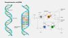 Filename=DNA_2024a.jpg
Filesize=430KiB
Dimensions=1920x1080
Date added=Oct 24, 2025 DNA_2024a.jpg
