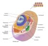 Filename=cell.jpg
Filesize=631KiB
Dimensions=1600x1533
Date added=Oct 24, 2025 cell.jpg
