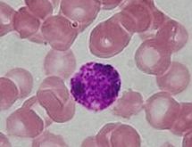 Basophil - histology slide
Histology slide courtesy of Department of Histology, Jagiellonian University Medical College, via Wikimedia Commons. No changes were made from the download.

Original file source: [url=https://commons.wikimedia.org/wiki/File:Basophil.jpg]Basophil.jpg[/url]

Licenses: Creative Commons Attribution-Share Alike 3.0 Unported and GNU Free Documentation License, version 1.2 or later (see [url=https://www.histology-world.com/credits/credits.htm]Licenses and Credits[/url] for links to licenses).




