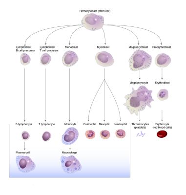 Hematopoiesis diagram - illustration
Courtesy of the [url=https://www.genome.gov/]National Human Genome Research Institute (genome.gov)[/url].
