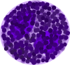 Basophil_svg.png
