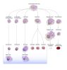 Filename=lymphocyte_edit.jpg
Filesize=128KiB
Dimensions=1600x1676
Date added=Oct 24, 2025 lymphocyte_edit.jpg