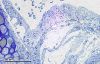 Filename=512px-Trachea_2826_2_0629_Mouse_trachea_cross-section2C_embedded_in_Epon.jpg
Filesize=87KiB
Dimensions=512x328
Date added=Nov 16, 2025 512px-Trachea_2826_2_0629_Mouse_trachea_cross-section2C_embedded_in_Epon.jpg
