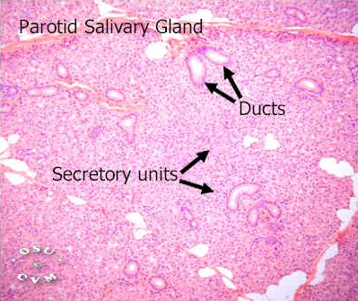 Salivary Gland Histology - Parotid gland (labels) - histology slide
