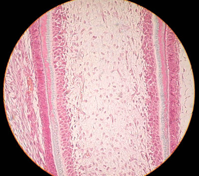 tooth histology